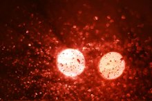 Red blood cells / ***