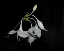 Flower / ***