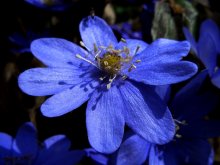 Flower 373 ... / -----------------