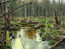 Frühling im Wald / ***