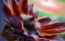 Fairy flower / ***