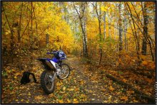 walk through the autumn woods / http://www.bfoto.ru/landscape_autumn.php