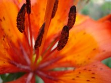 Fire Flower / .....