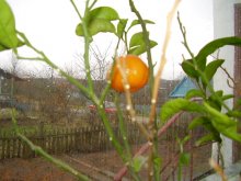 Blick aus dem Fenster / ***