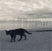 Black Cat / ***