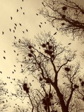 Rooks sind zurück ... / *****