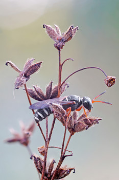 Wasp / ***