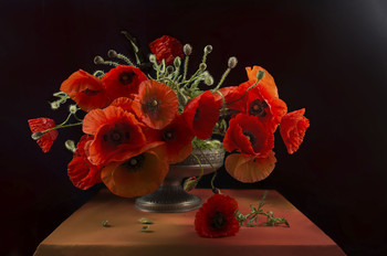 poppy / ***