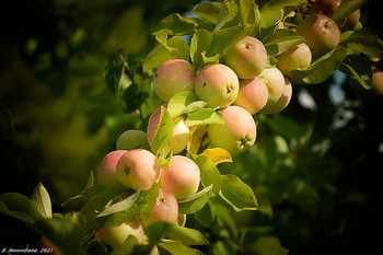 Apples / ...