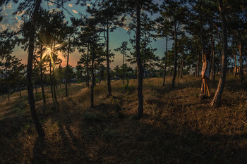 Sunset / ***