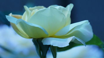 The White Swan / ***