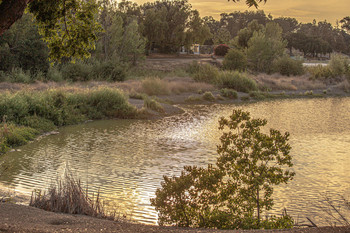 Golden Evening / ....