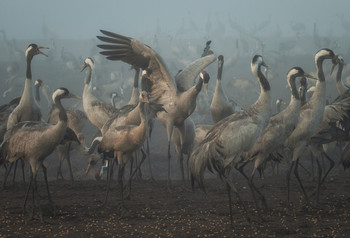Dance Crane / 2019