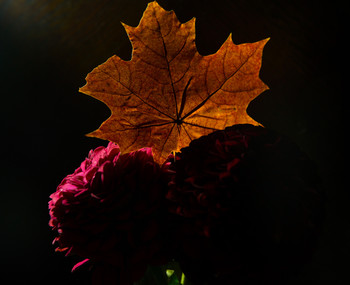 Bouquet / ***