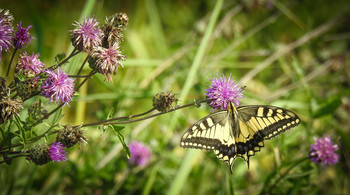 Swallowtail / ***