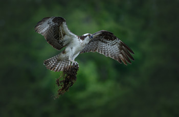 Osprey / ***