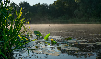 August morning / ***