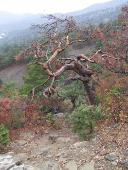 Trees Crimea / ***