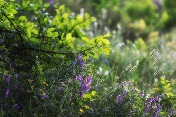 Evening light / ***