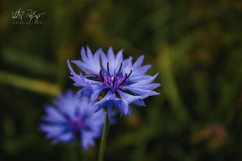  / Makro von Kornblumen