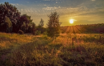 evening / ***