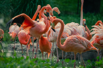 Levanta el vuelo / Flamencos en el zoo