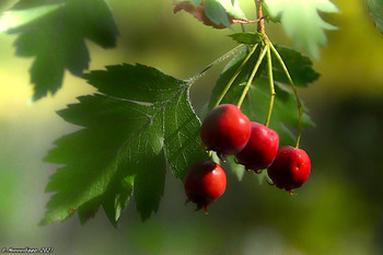 Sprigs / ...