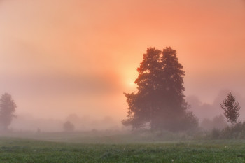 Foggy morning / ***