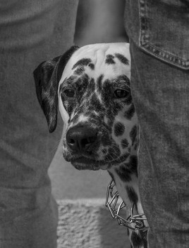 A dog's life / ***