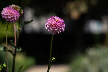 Se oscurece el jardín / Es inagotable los fondos en el jardín