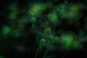 Verdes naturales / Un jardín con variedad de plantas