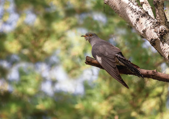 Cuckoo / ***