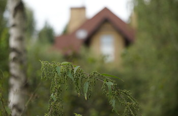 Nettle / ***