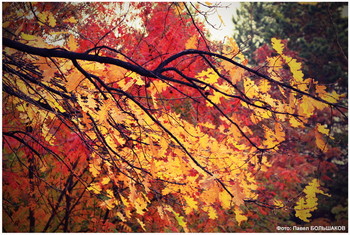 November / ***