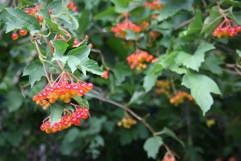 Red viburnum / ***