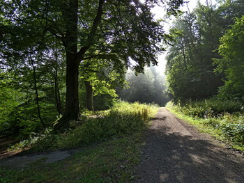  / wenn im Tal der Frühnebel liegt und oben schon die Sonne scheint .....