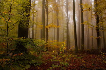 No name / ***