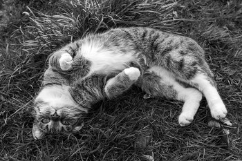 Spiel mit mir / Katze rollt verspielt auf dem Rücken