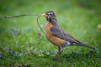 American Robin (Turdus migratorius) / ***