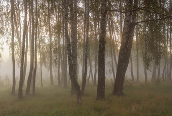 Foggy morning / ***