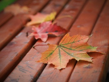 *Autumn sketch** / ***