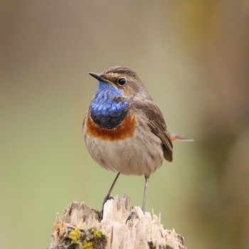 Bluethroat / ***