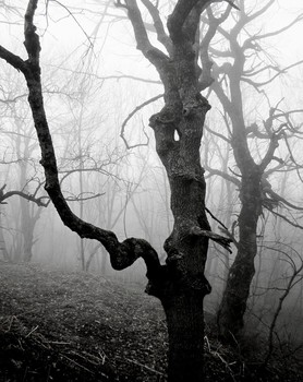 In the morning the forest / ***