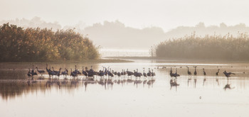 Crane's Lake / 2018