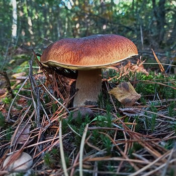 About mushrooms / ***