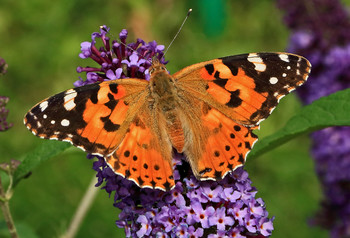 Painted lady / ***