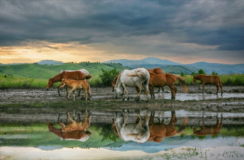 After the rain / ***