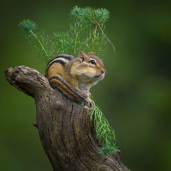 Chipmunk / ***