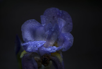 Iris / ***