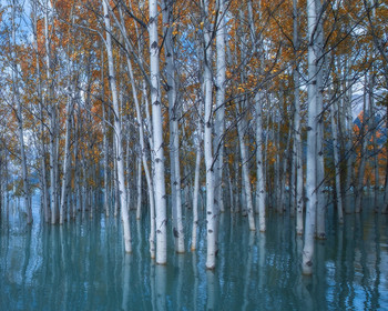 Aspen / ***